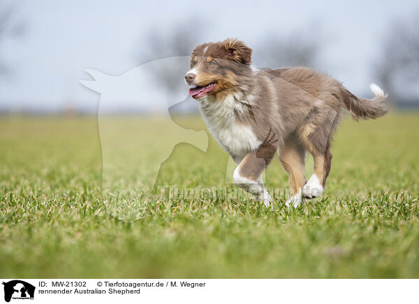 rennender Australian Shepherd / running Australian Shepherd / MW-21302