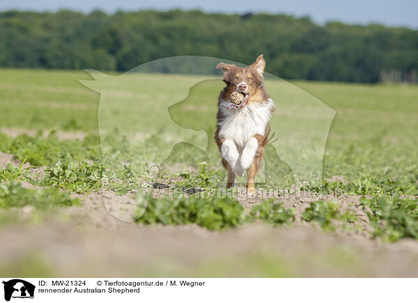 rennender Australian Shepherd / running Australian Shepherd / MW-21324