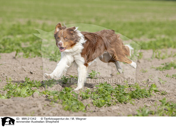 rennender Australian Shepherd / running Australian Shepherd / MW-21342