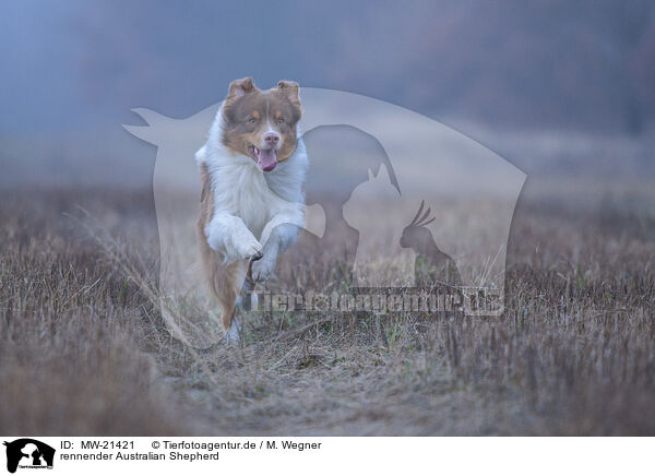 rennender Australian Shepherd / running Australian Shepherd / MW-21421