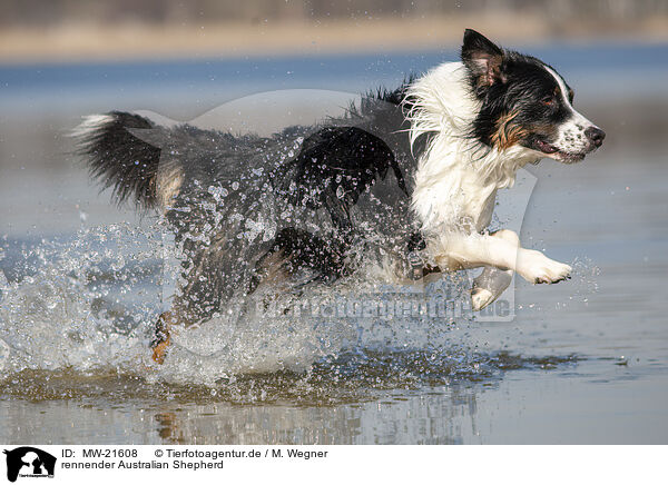 rennender Australian Shepherd / running Australian Shepherd / MW-21608