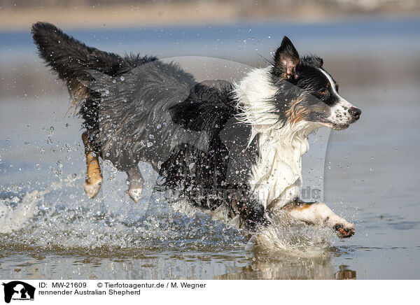 rennender Australian Shepherd / running Australian Shepherd / MW-21609