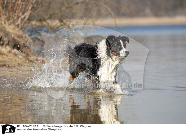 rennender Australian Shepherd / running Australian Shepherd / MW-21611