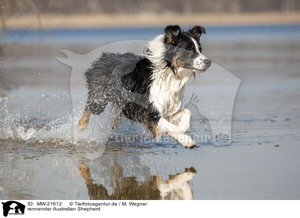 rennender Australian Shepherd / running Australian Shepherd / MW-21612