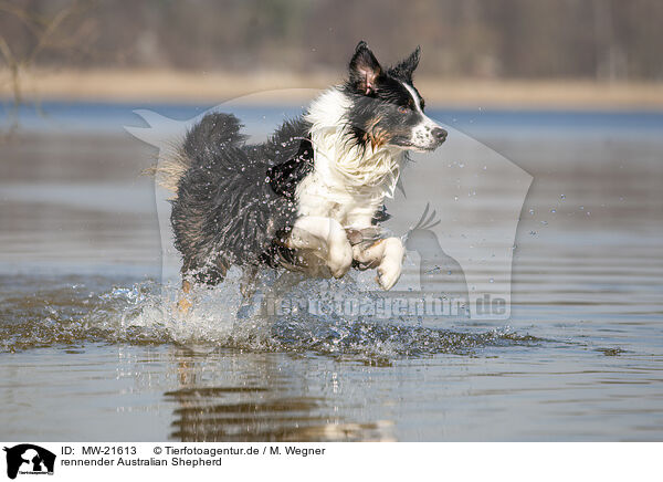 rennender Australian Shepherd / running Australian Shepherd / MW-21613