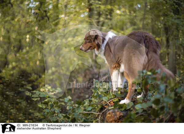 stehender Australian Shepherd / standing Australian Shepherd / MW-21634