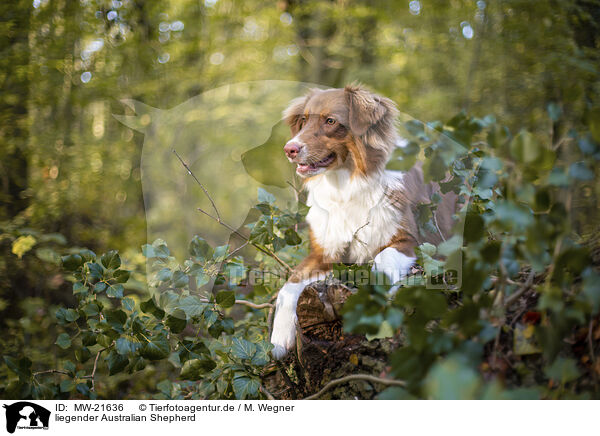 liegender Australian Shepherd / lying Australian Shepherd / MW-21636