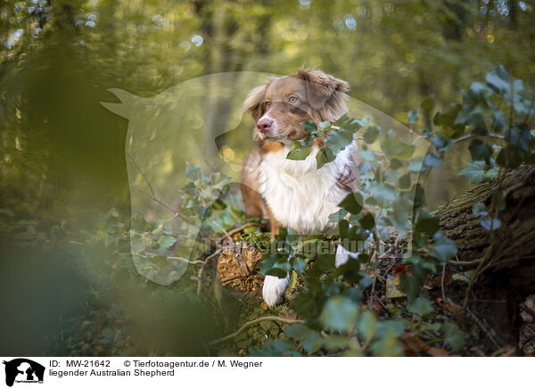 liegender Australian Shepherd / lying Australian Shepherd / MW-21642