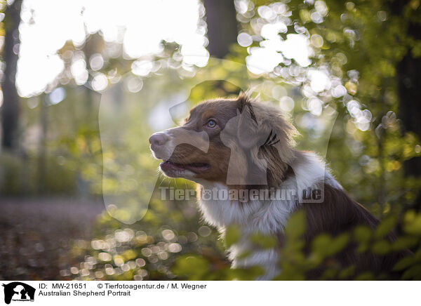 Australian Shepherd Portrait / Australian Shepherd Portrait / MW-21651