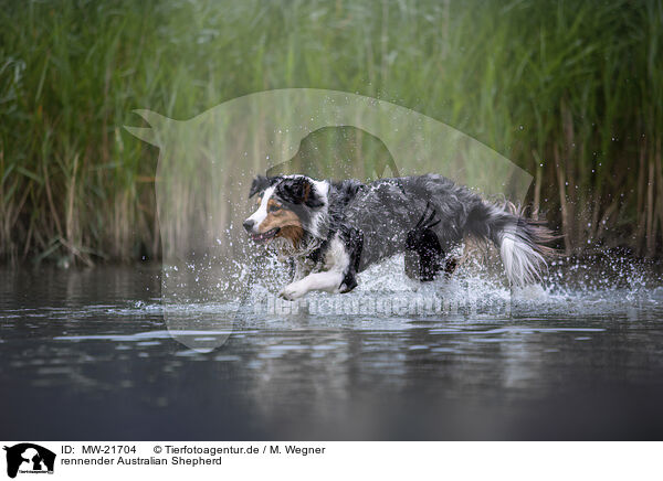 rennender Australian Shepherd / running Australian Shepherd / MW-21704