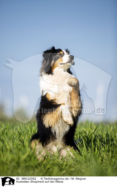 Australian Shepherd auf der Wiese / MW-22562