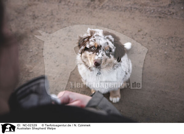 Australian Shepherd Welpe / Australian Shepherd Puppy / NC-02329