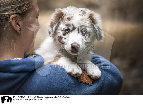 Australian Shepherd Welpe / Australian Shepherd Puppy / SGR-01122