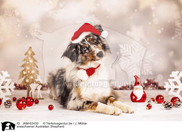 erwachsener Australian Shepherd / adult Australian Shepherd / JAM-02430