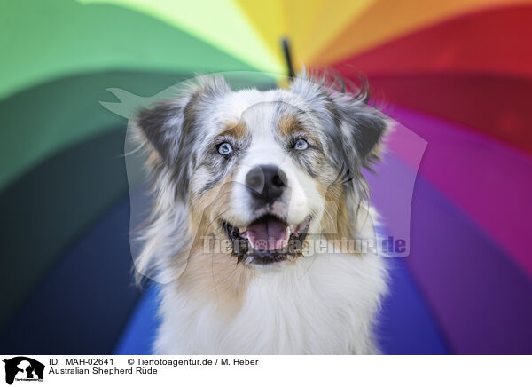 Australian Shepherd Rde / male Australian Shepherd / MAH-02641