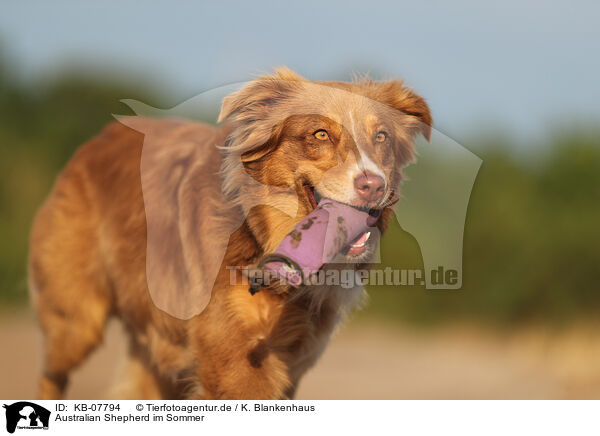 Australian Shepherd im Sommer / Australian Shepherd in summer / KB-07794