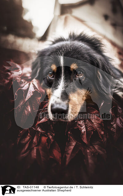 ausgewachsener Australian Shepherd / adult Australian Shepherd / TAS-01148