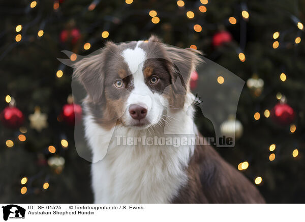 Australian Shepherd Hndin / female Australian Shepherd / SE-01525