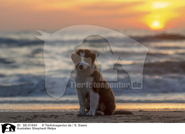 Australian Shepherd Welpe / Australian Shepherd Puppy / SE-01640