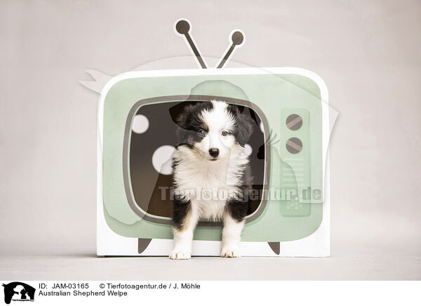 Australian Shepherd Welpe / Australian Shepherd Puppy / JAM-03165