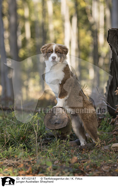 junger Australian Shepherd / young Australian Shepherd / KFI-02187