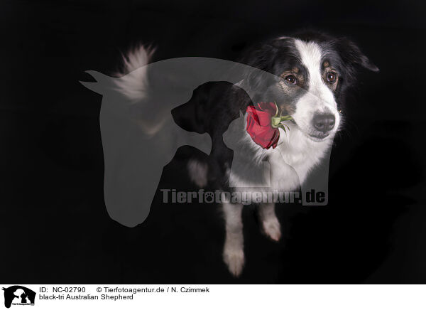 black-tri Australian Shepherd / black-tri Australian Shepherd / NC-02790