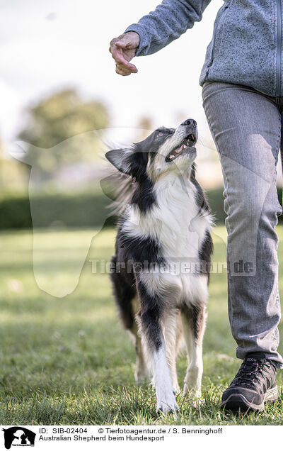 Australian Shepherd beim Hundesport / Australian Shepherd at dog sport / SIB-02404