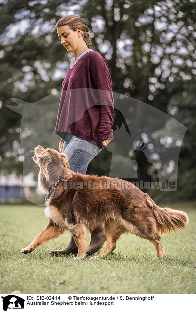 Australian Shepherd beim Hundesport / SIB-02414