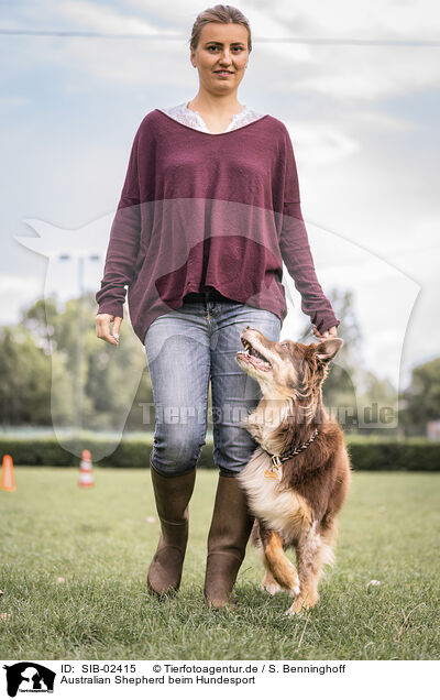 Australian Shepherd beim Hundesport / Australian Shepherd at dog sport / SIB-02415