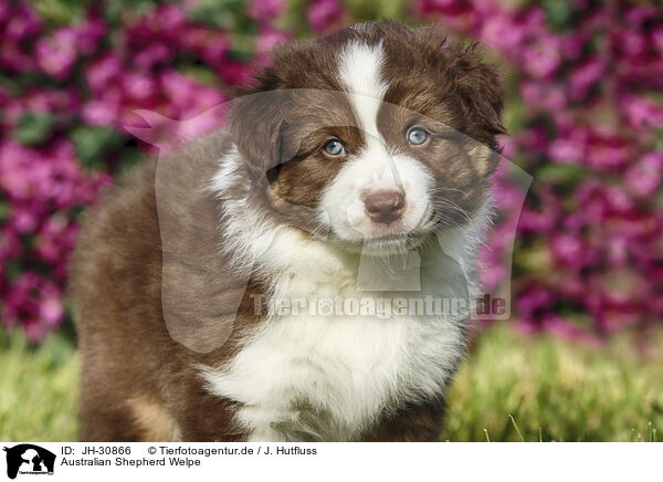 Australian Shepherd Welpe / Australian Shepherd Puppy / JH-30866