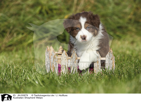 Australian Shepherd Welpe / Australian Shepherd Puppy / JH-30879