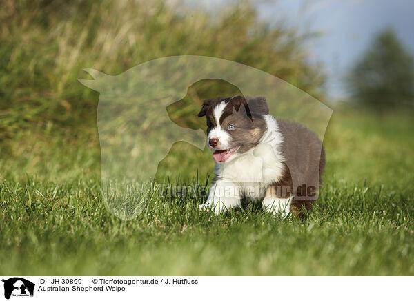 Australian Shepherd Welpe / Australian Shepherd Puppy / JH-30899