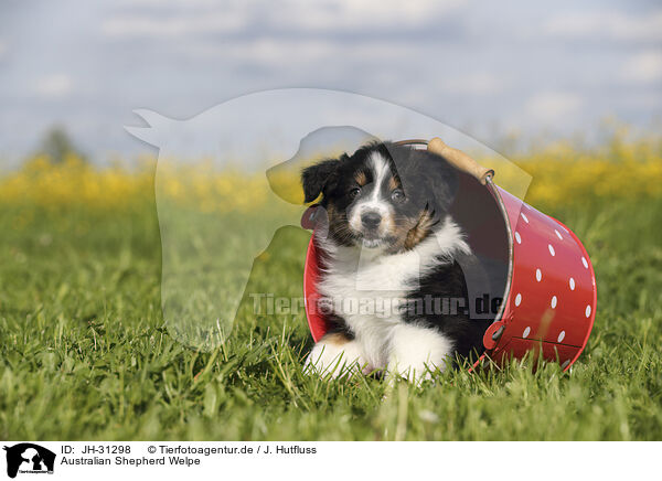 Australian Shepherd Welpe / Australian Shepherd Puppy / JH-31298