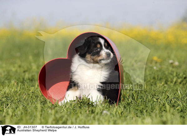 Australian Shepherd Welpe / Australian Shepherd Puppy / JH-31307