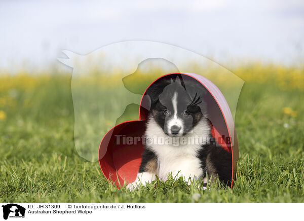 Australian Shepherd Welpe / Australian Shepherd Puppy / JH-31309