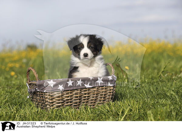 Australian Shepherd Welpe / Australian Shepherd Puppy / JH-31323