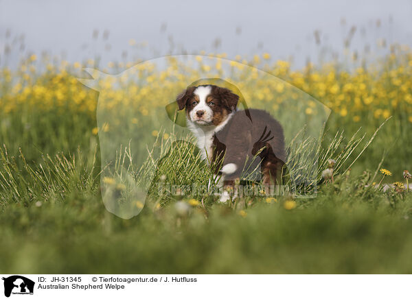 Australian Shepherd Welpe / Australian Shepherd Puppy / JH-31345