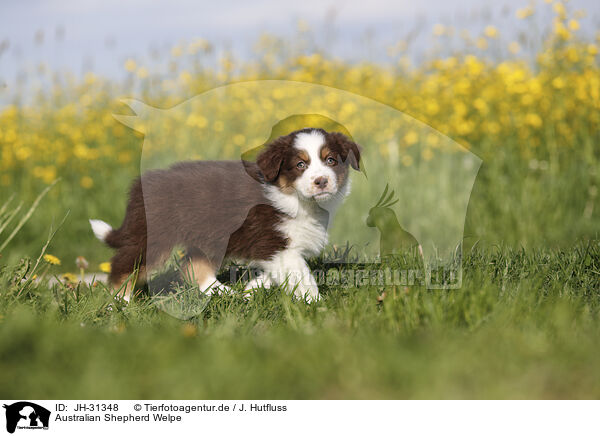 Australian Shepherd Welpe / Australian Shepherd Puppy / JH-31348