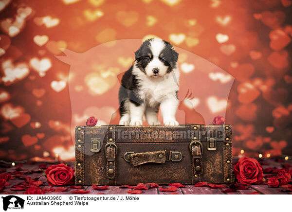 Australian Shepherd Welpe / Australian Shepherd Puppy / JAM-03960