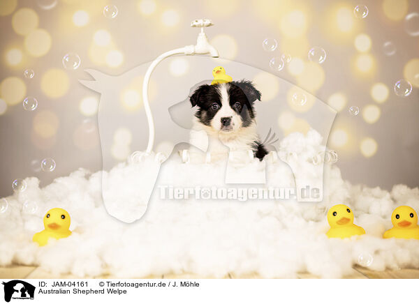 Australian Shepherd Welpe / JAM-04161