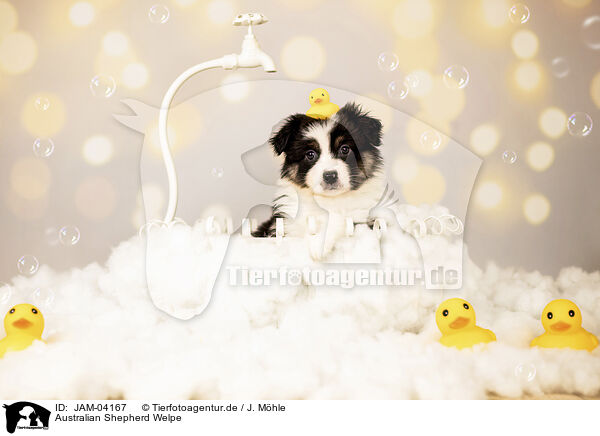 Australian Shepherd Welpe / JAM-04167