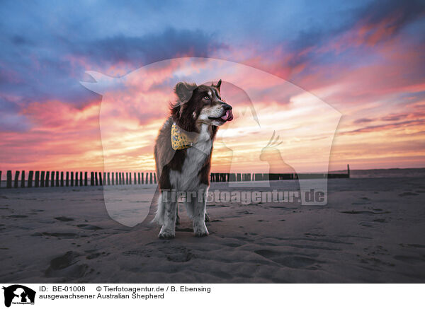 ausgewachsener Australian Shepherd / adult Australian Shepherd / BE-01008