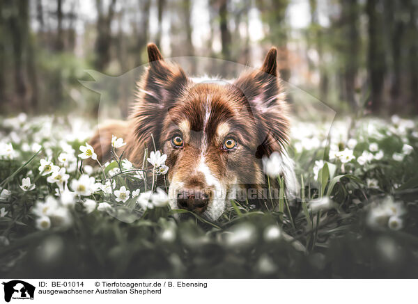 ausgewachsener Australian Shepherd / adult Australian Shepherd / BE-01014