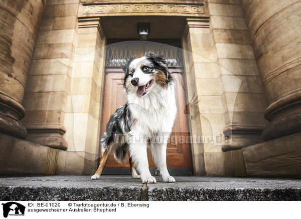 ausgewachsener Australian Shepherd / adult Australian Shepherd / BE-01020