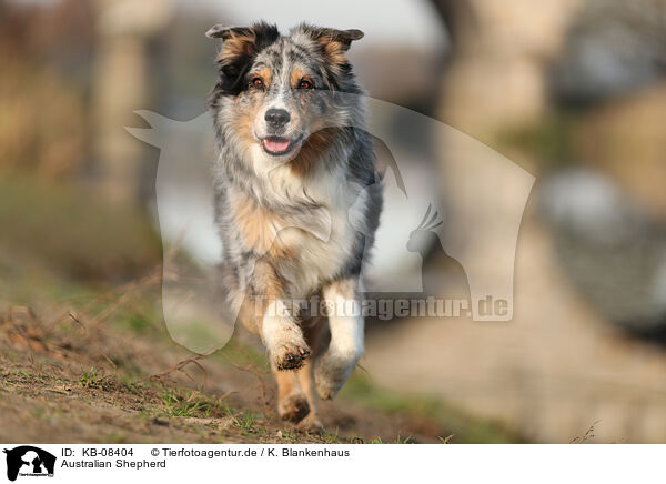 Australian Shepherd / Australian Shepherd / KB-08404
