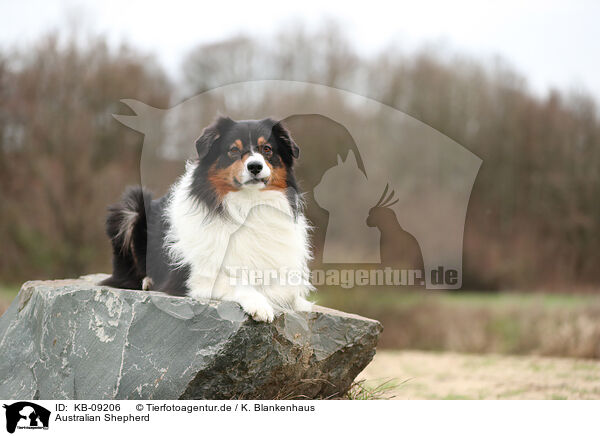 Australian Shepherd / Australian Shepherd / KB-09206