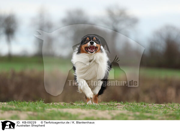 Australian Shepherd / Australian Shepherd / KB-09229