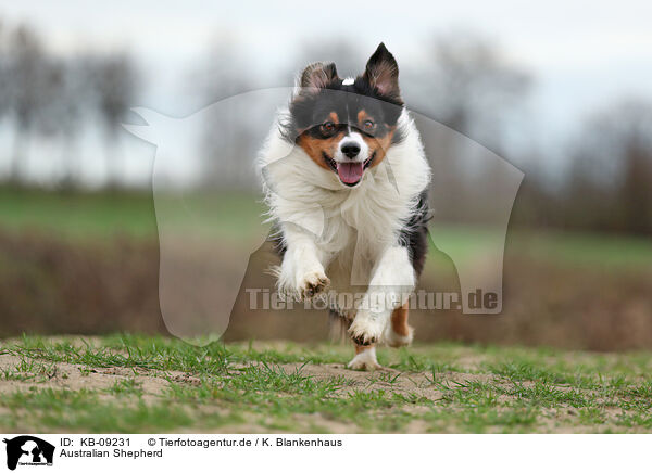 Australian Shepherd / Australian Shepherd / KB-09231