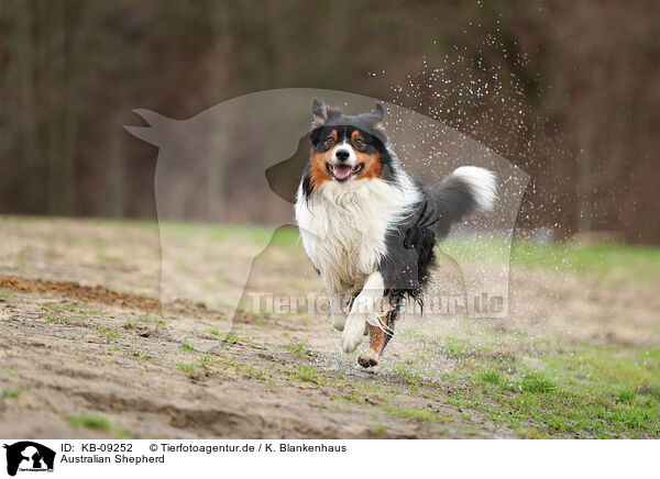 Australian Shepherd / Australian Shepherd / KB-09252