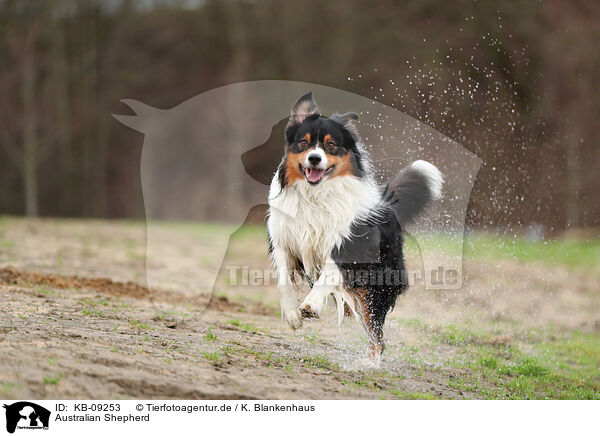 Australian Shepherd / Australian Shepherd / KB-09253